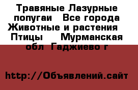 Травяные Лазурные попугаи - Все города Животные и растения » Птицы   . Мурманская обл.,Гаджиево г.